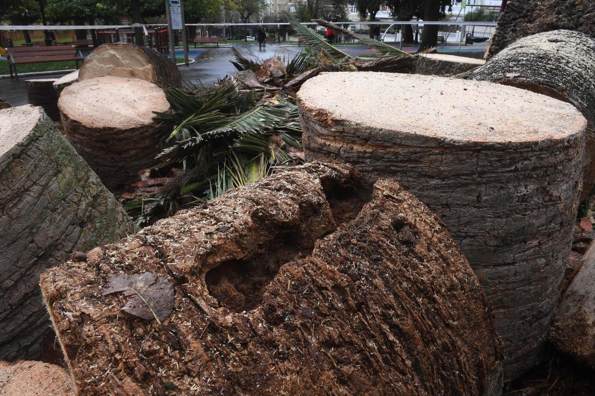 Adiós a la palmera del Campo de Marte de A Coruña