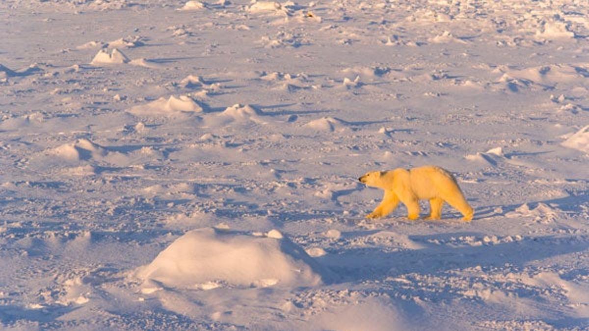 Oso polar en la Bahía de Hudson