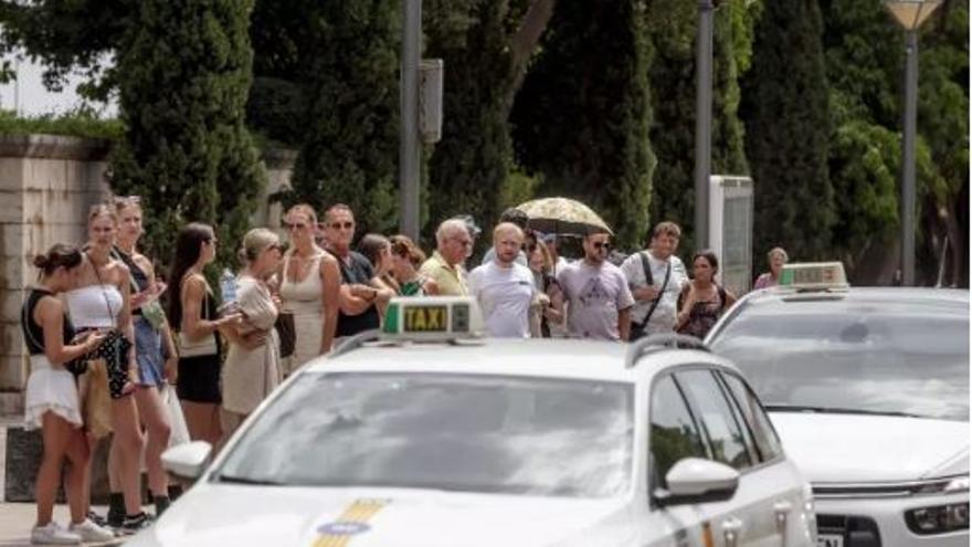 Taxi fahren auf Mallorca: Im Sommer soll es diesmal nicht an Fahrzeugen mangeln