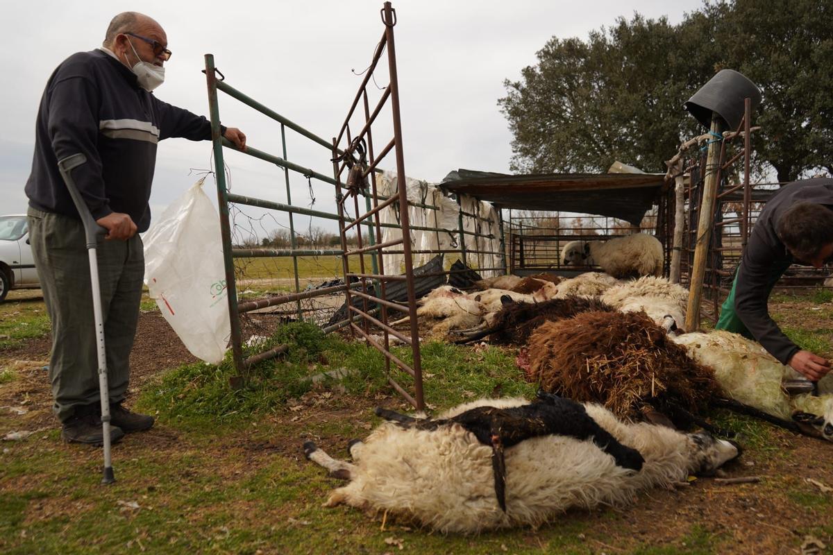 Ovejas muertas por el ataque del lobo en Zamora.