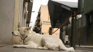 Hasta 10.000 euros de multa por dejar atado a un perro frente a un supermercado