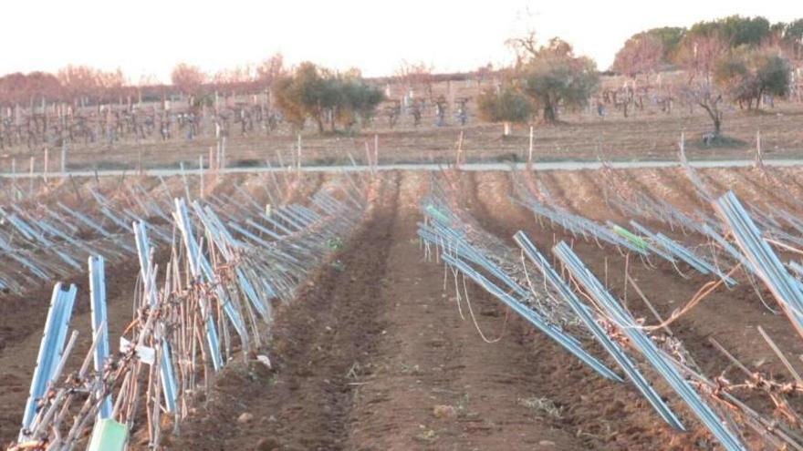 Campo de cultivo de viñedos destrozado por el temporal en Requena-Utiel