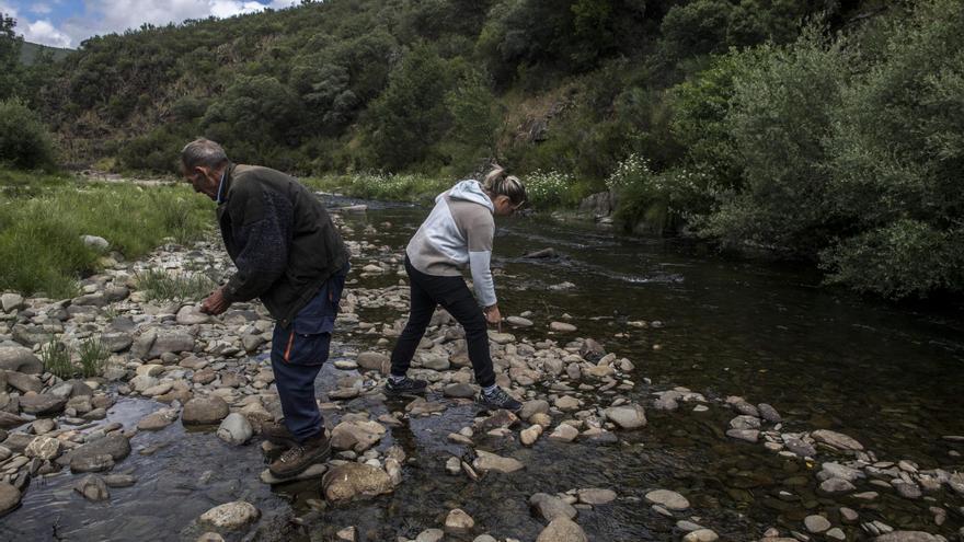 Aparecen cientos de peces muertos en Arrolobos por un vertido tóxico