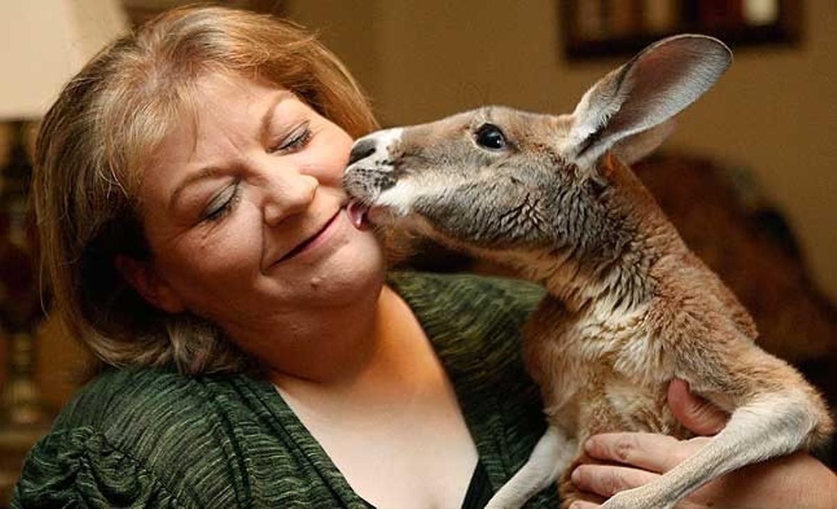 Christie Carr és llepada pel seu cangur, Irwin, a casa seva de Broken Arrow, Oklahoma (Estats Units). Carr pateix depressió i Irwin és part de la teràpia de mascotes que l’està ajudant a sentir-se millor