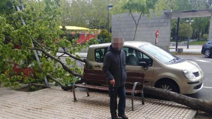 Árbol caído en Príncipe de Asturias