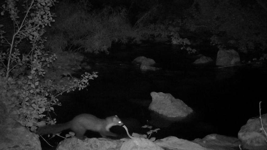 Nutrias en la desembocadura del río Millars