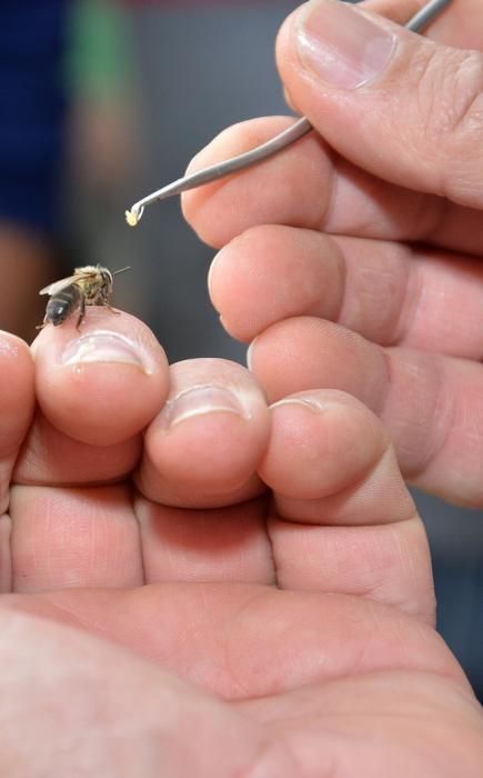 CURSO CRIAS ABEJAS REINA