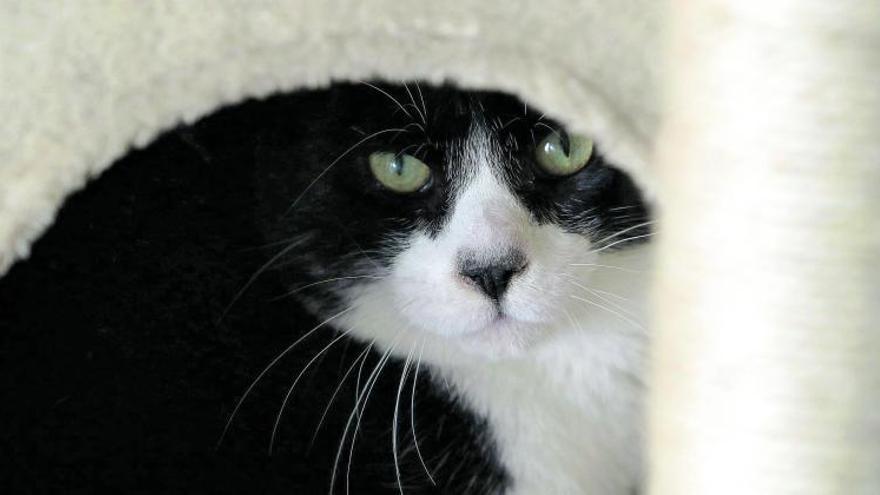 Un gato que se encuentra ahora en el Centro Zoosanitario de la capital.