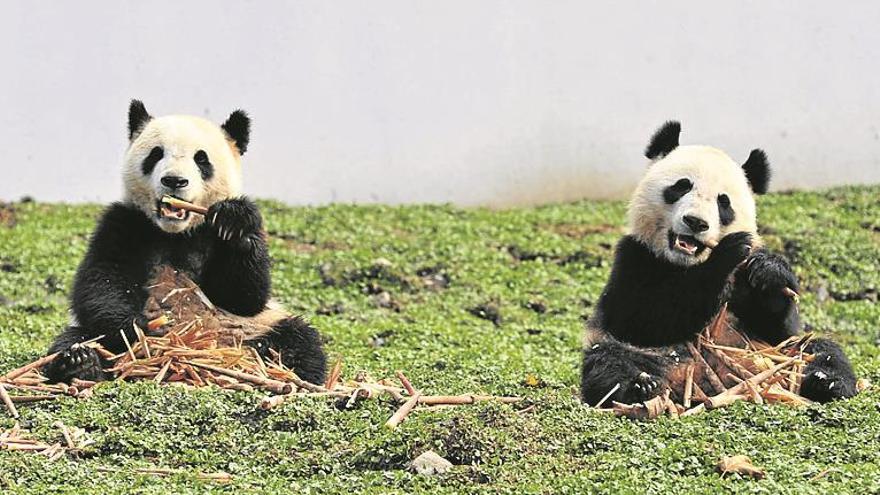 Hagan sitio a los pandas en China