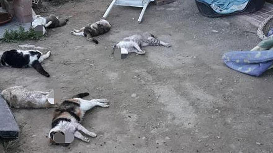 Algunos de los gatos hallados muertos.