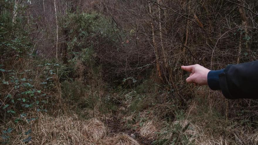 El invierno húmedo impulsa el crecimiento de la maleza en el monte gallego: «Hay mucha más que en los años anteriores»