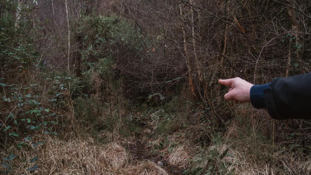 Maleza en un monte