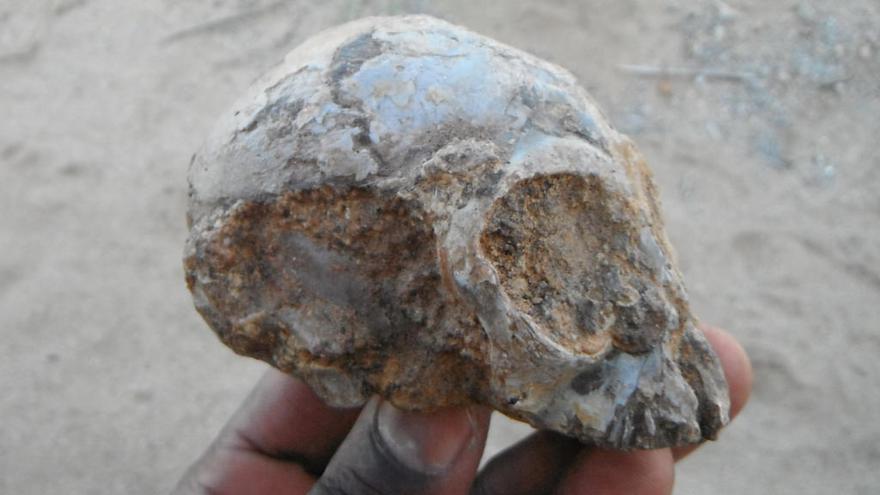 El cráneo encontrado en Kenia