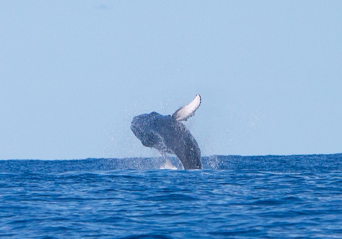 Ballena jorobada entre La Graciosa y Alegranza