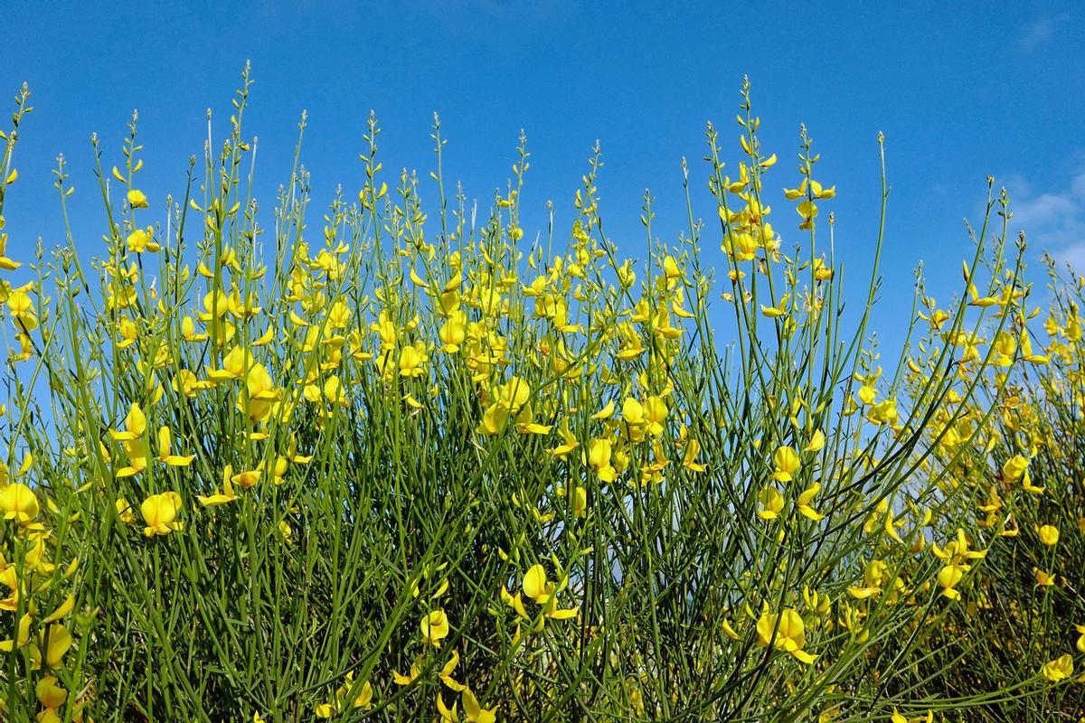 La retama o ginesta destaca por sus llamativas flores amarillas.