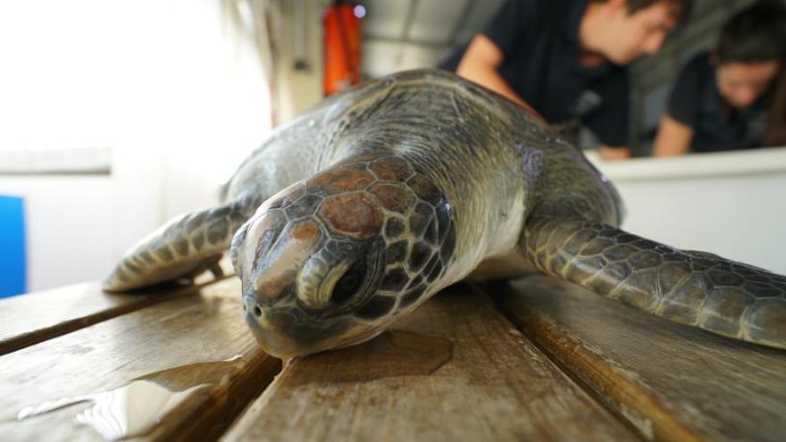 Un ejemplar de tortuga boba