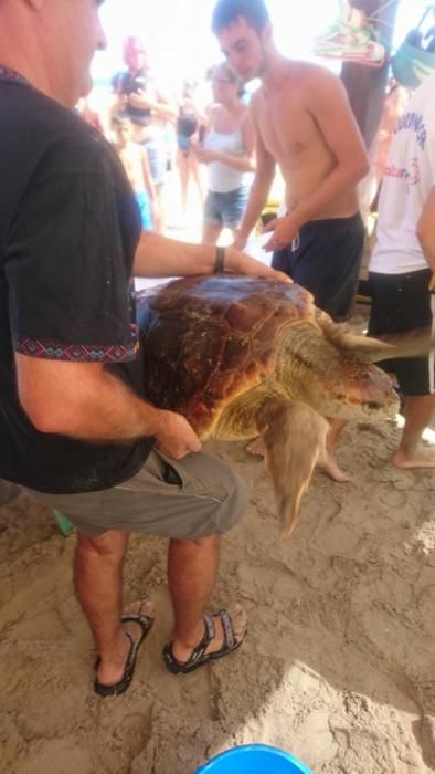 El servicio de socorrismo y de recreativos acuáticos han ayudado a embarcar al animal, que tenía las aletas atrapadas en cabos y botellas de plástico.