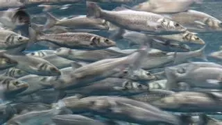Las sardinas comen más microplásticos y sufren alteraciones alimentarias
