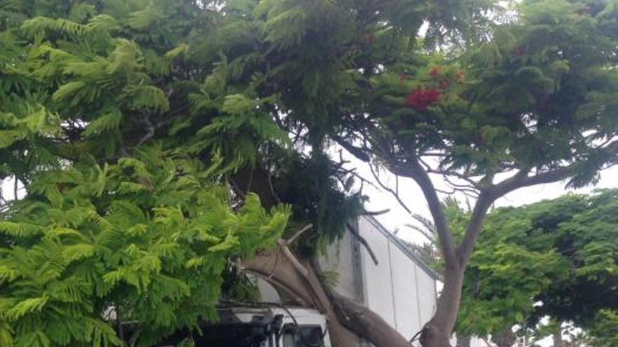 Un camión impacta contra un árbol en Playa Blanca