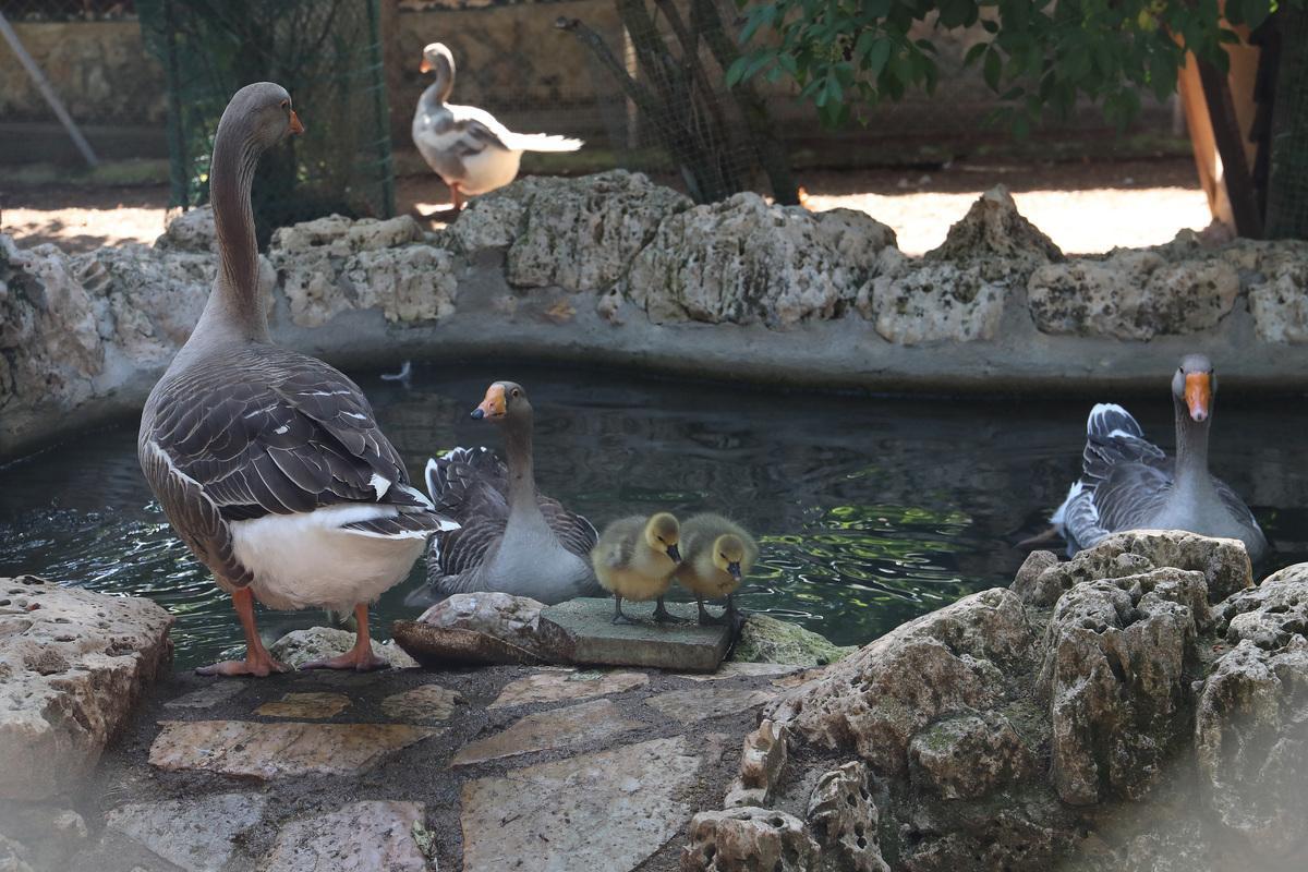 Ánsares comunes. Zoo de Aves de Herrera de Pisuerga