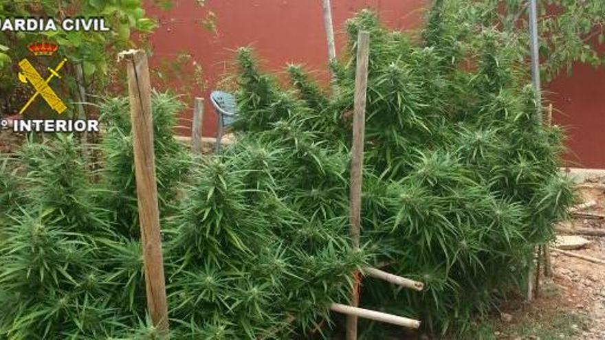 Detenido por tener una plantación de marihuana en Llucmajor