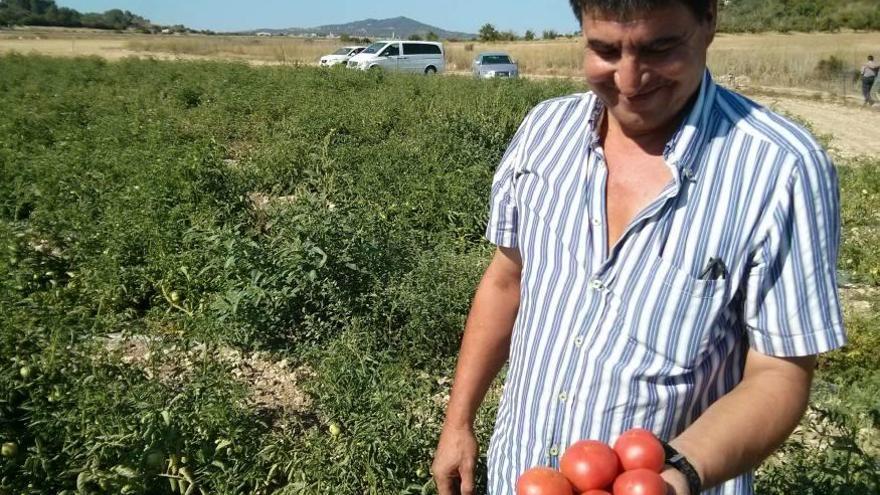 Toni Ribot sosteniendo tomates recolectados ayer en los terrenos de Ariany.