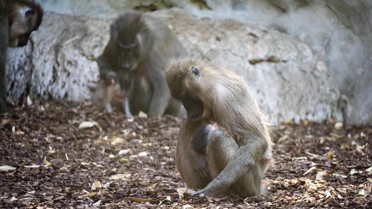 Cría de dril recién nacida a la vista del público en Bioparc.