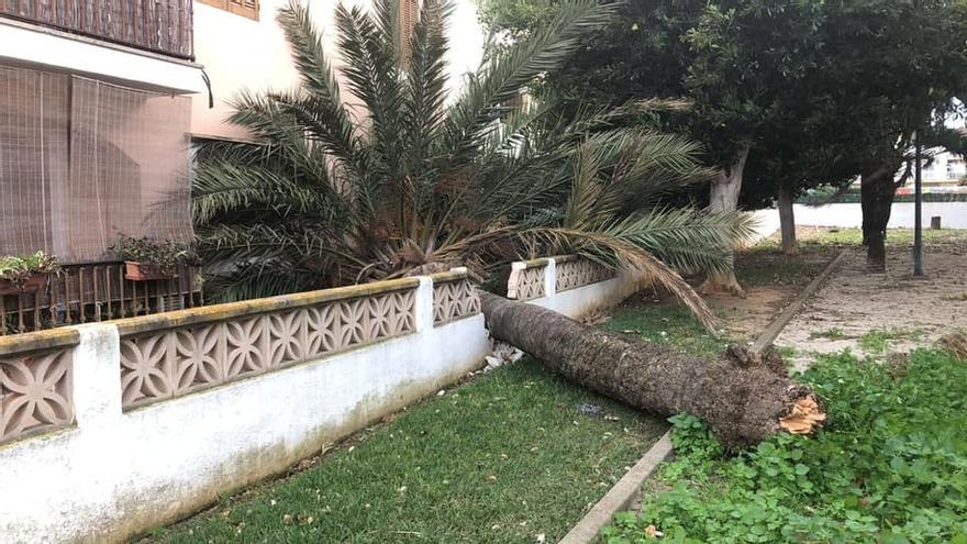 Una palmera caída en Alcúdia