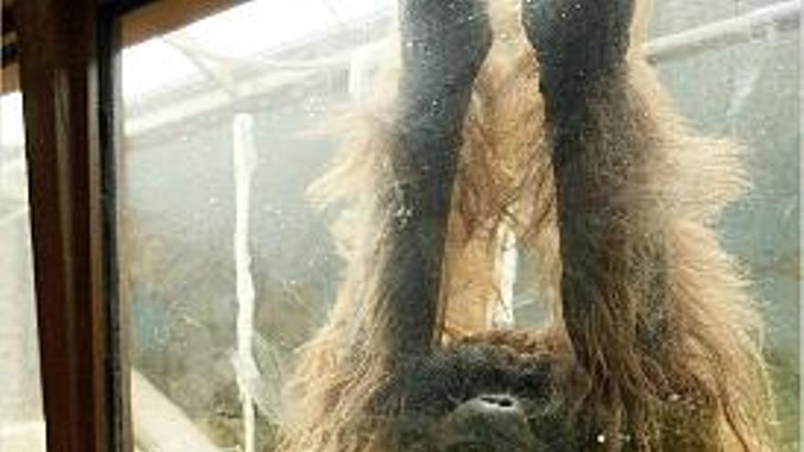 boris. El orangután se balancea, ayer, dentro de su cubículo.