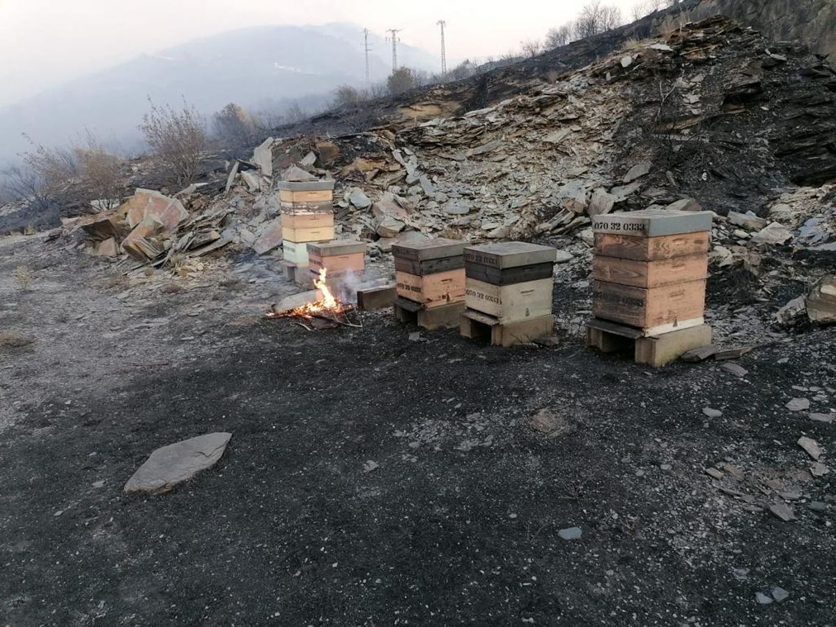 Otras colmenas a las que llegó el incendio.