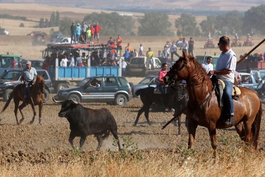 Encierro campero en Moraleja del Vino