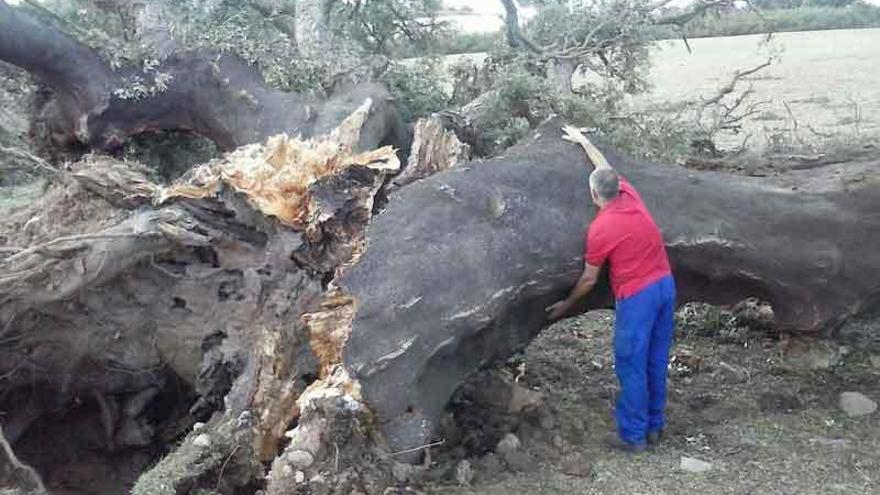 Uno de los árboles derribados por el tornado en Fornillos.