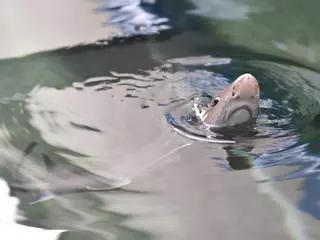 O Grove, la historia vista desde una gran pecera