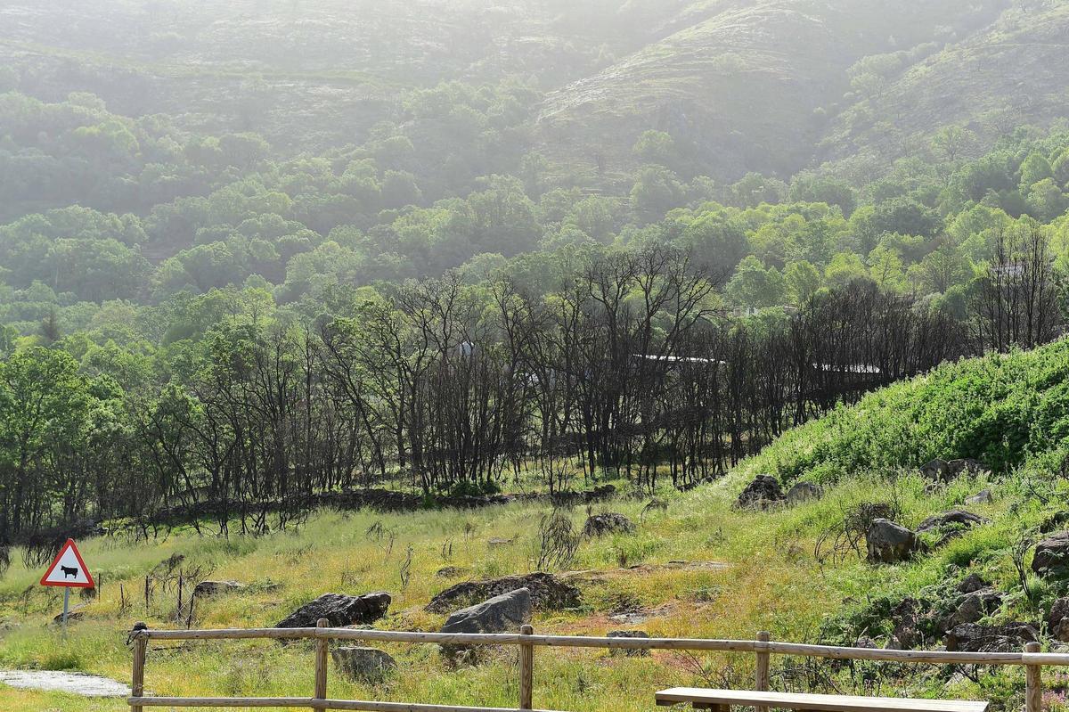Los troncos calcinados aún dominan una de las laderas afectadas por el incendio, mientras la vegetación comienza a abrirse paso entre las cenizas.