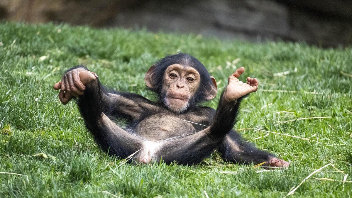Cala, la cría de chimpancé nacida en Bioparc Valencia cumple 15 meses.