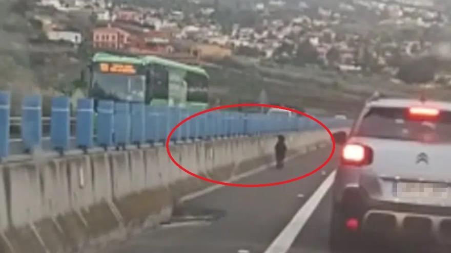Una cabra anda suelta en la autopista en Canarias