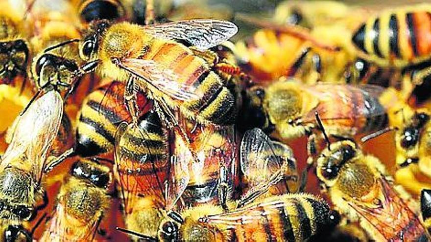 Las abejas de mar