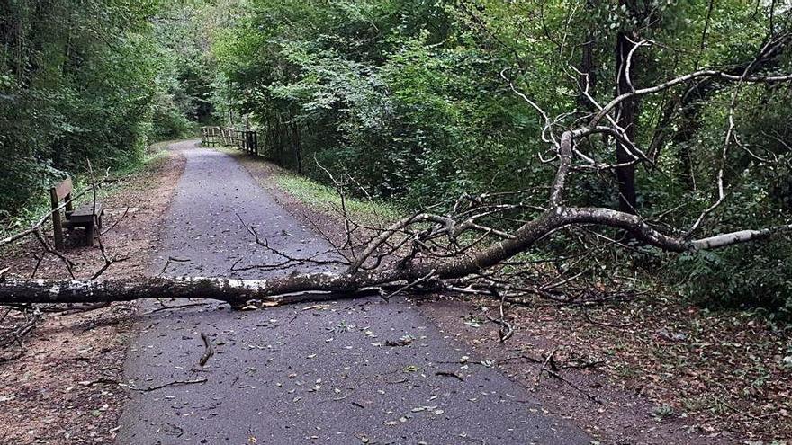 Un arbre va caure ahir al camí de la ruta del Ferro de Ripoll.