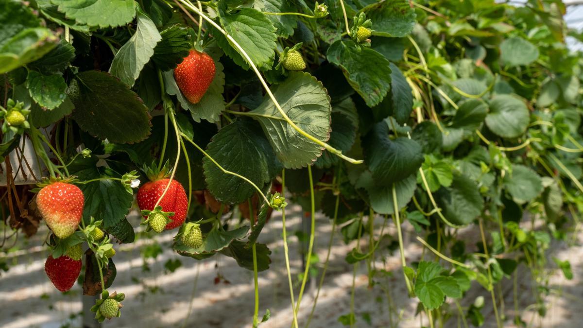 Der Erdbeer-Anbau in Huelva steht in der Kritik.