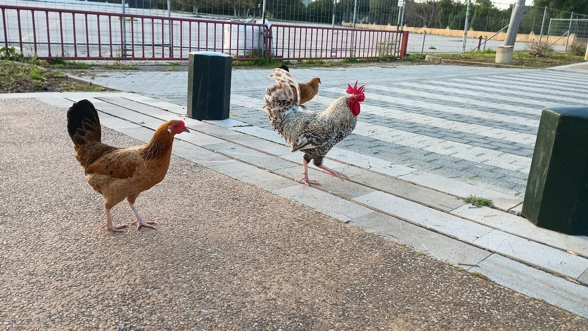 Gallos y gallinas, en Magaluf, este viernes