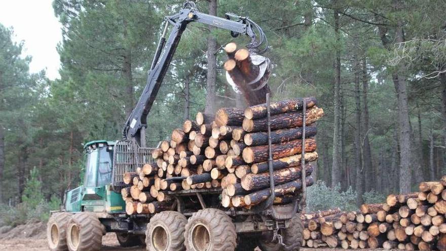 Extracción de madera en un monte de Aliste.