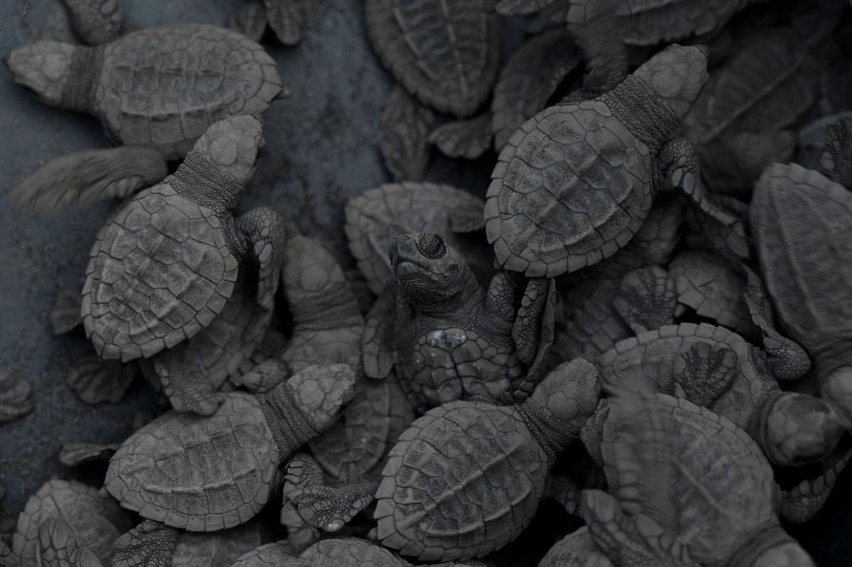 Crías de tortuga negra (Chelonia mydas agassizzii) se dirigen hacia el mar tras de ser liberadas en la playa de Sipacate, a unos 135 km al sur de Ciudad de Guatemala, el 19 de octubre de 2022.