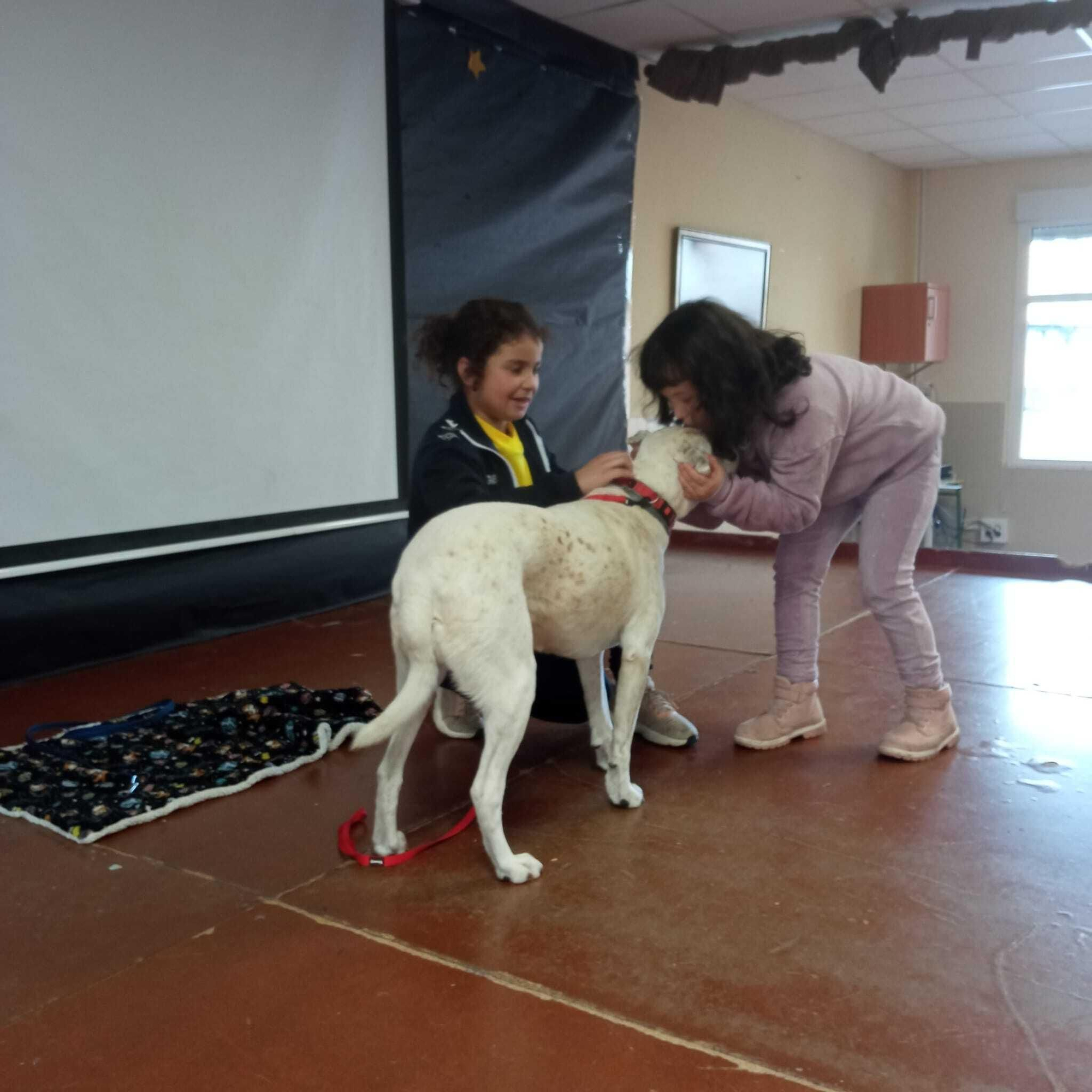 El taller para gestión de emociones con perros en el colegio Cervantes, en imágenes