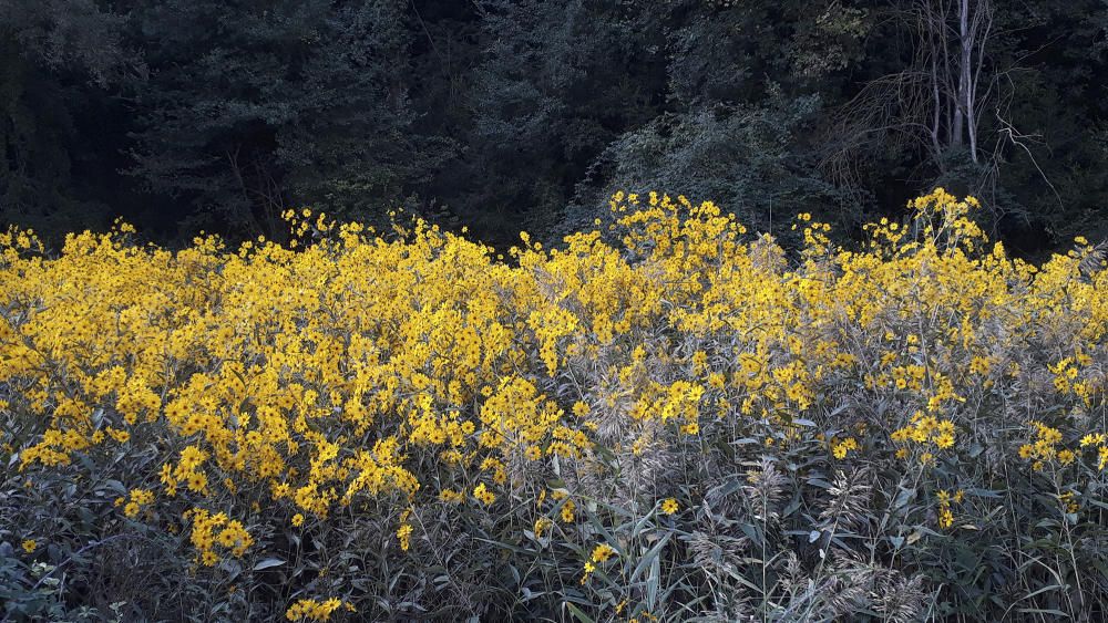 ‘Rudbeckia’. Molt a prop de Palà de Torroella i al peu de la rasa de Davins, es troba aquest grup de plantes de color groc. És una planta d'origen nord-americà, amb un tronc força llarg, molt semblant a una margarida.