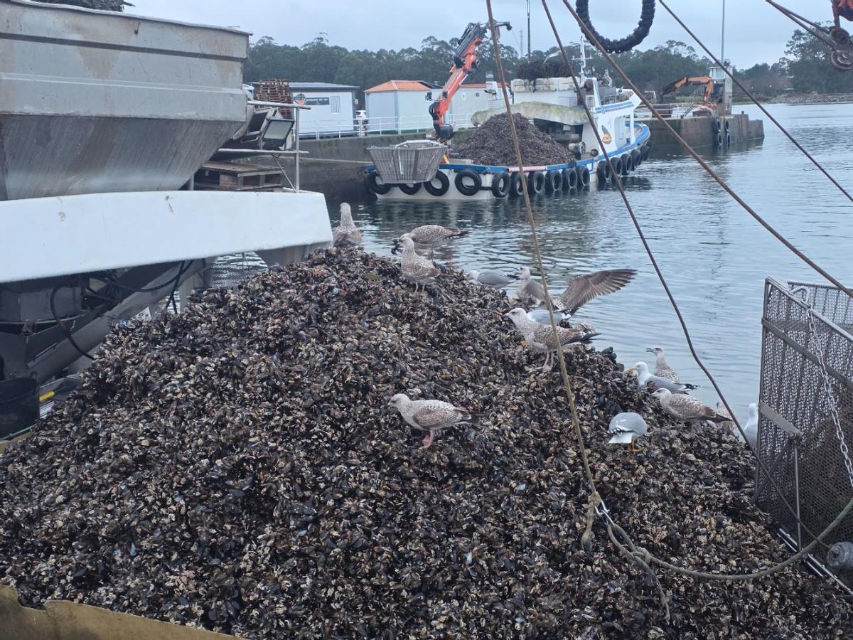 Una barcada de mejillón de Meloxo (O Grove) descargada en Vilanova, esta mañana.