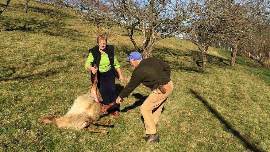 Loli Bermúdez y Víctor Molina con una de las ovejas muertas, ayer en su finca de Lozana.