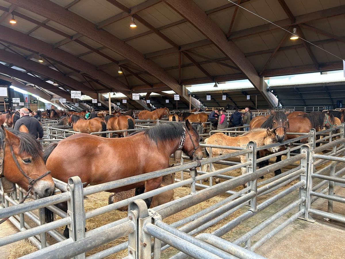 EN IMÁGENES: Concurso de Ganado Equino de la Montaña Asturiana en Pola de Siero EN IMÁGENES: Concurso de Ganado Equino de la Montaña Asturiana en Pola de Siero