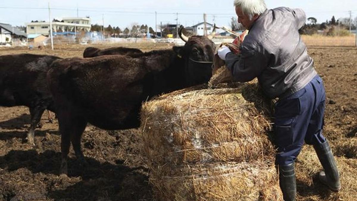 Un granjero alimenta una vaca en la zona próxima a Fukushima.