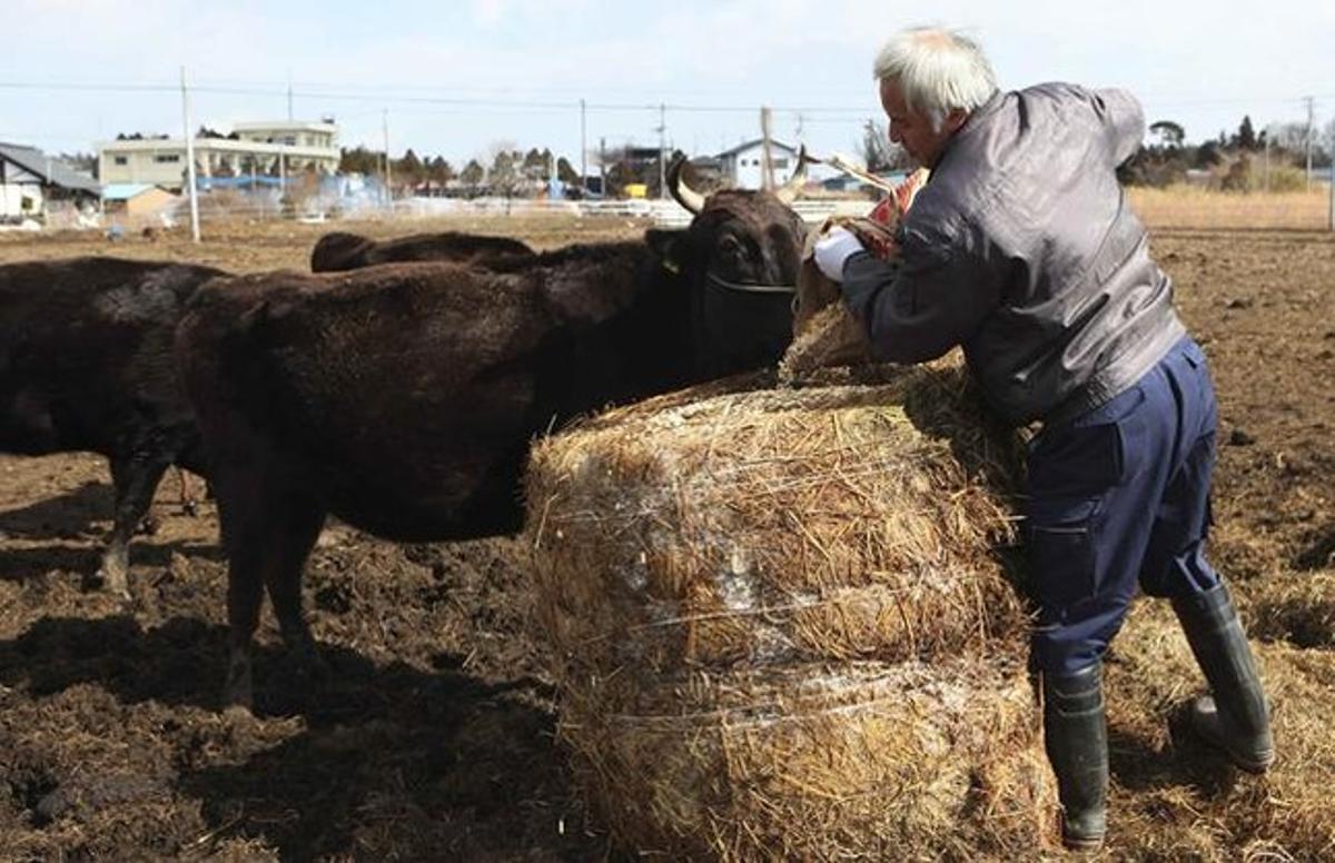 Un granger alimenta una vaca a la zona pròxima a Fukushima.