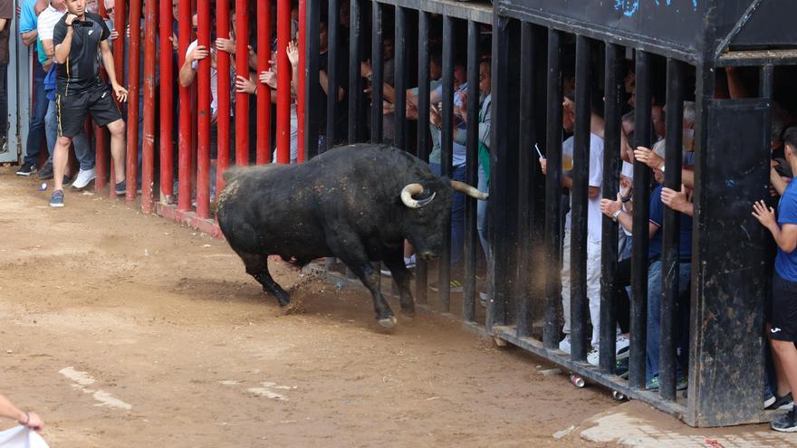 Vídeo: Nueva jornada de &#039;bous al carrer&#039; en Almassora